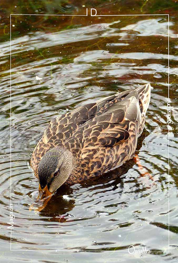 Fotografija 8. poglavlja, divlja patka na rijeci